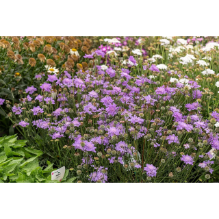 Drakiew Flutter™ Deep Blue